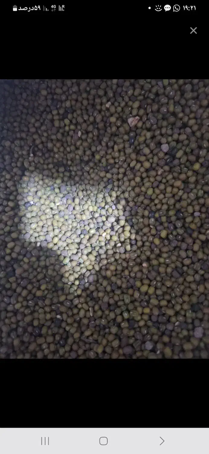 ماش تمیز، بوجاری شده|خوردنی و آشامیدنی|چیتاب, |دیوار