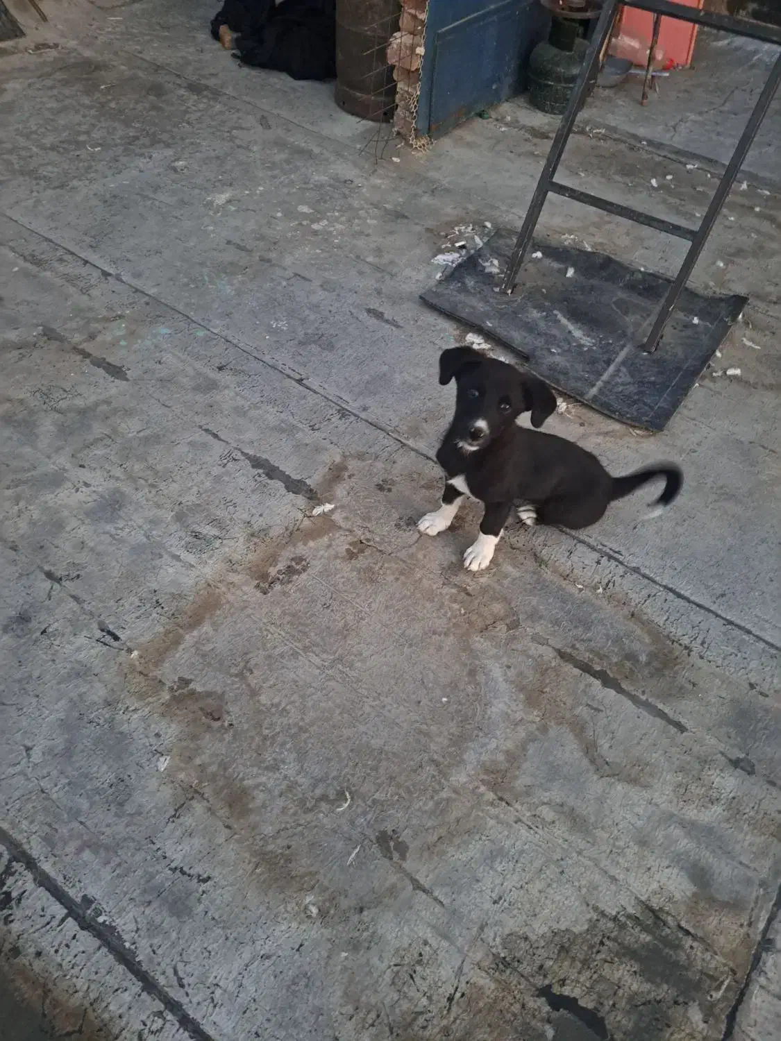 سگ پاکوتاه بازیگوش|سگ|اهر, |دیوار