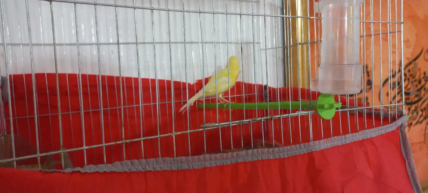 قناری ماده|پرنده|کوهدشت, |دیوار