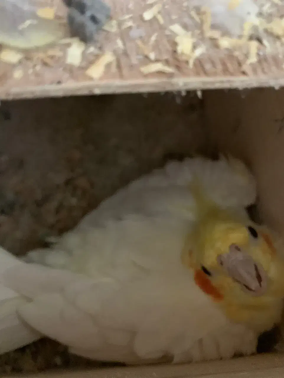 جفت عروس مولد ب شرط روی تخم|پرنده|ساری, |دیوار