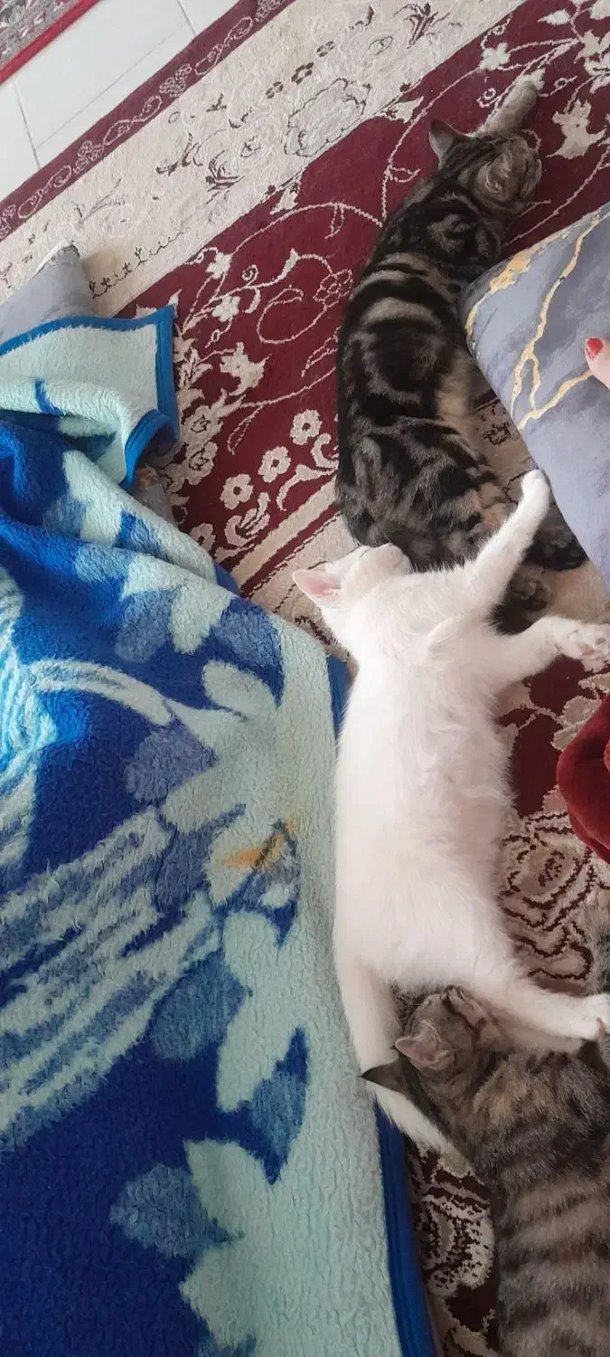 گربه|گربه|نیشابور, ریوند|دیوار