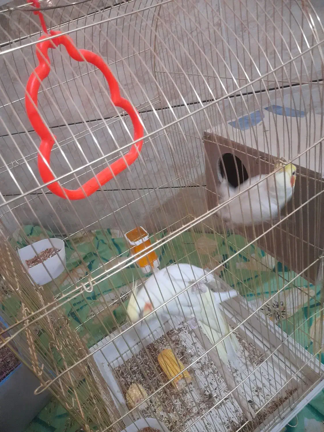 تعدادی عروس م و ل د|پرنده|اهواز, شریعتی جنوبی|دیوار