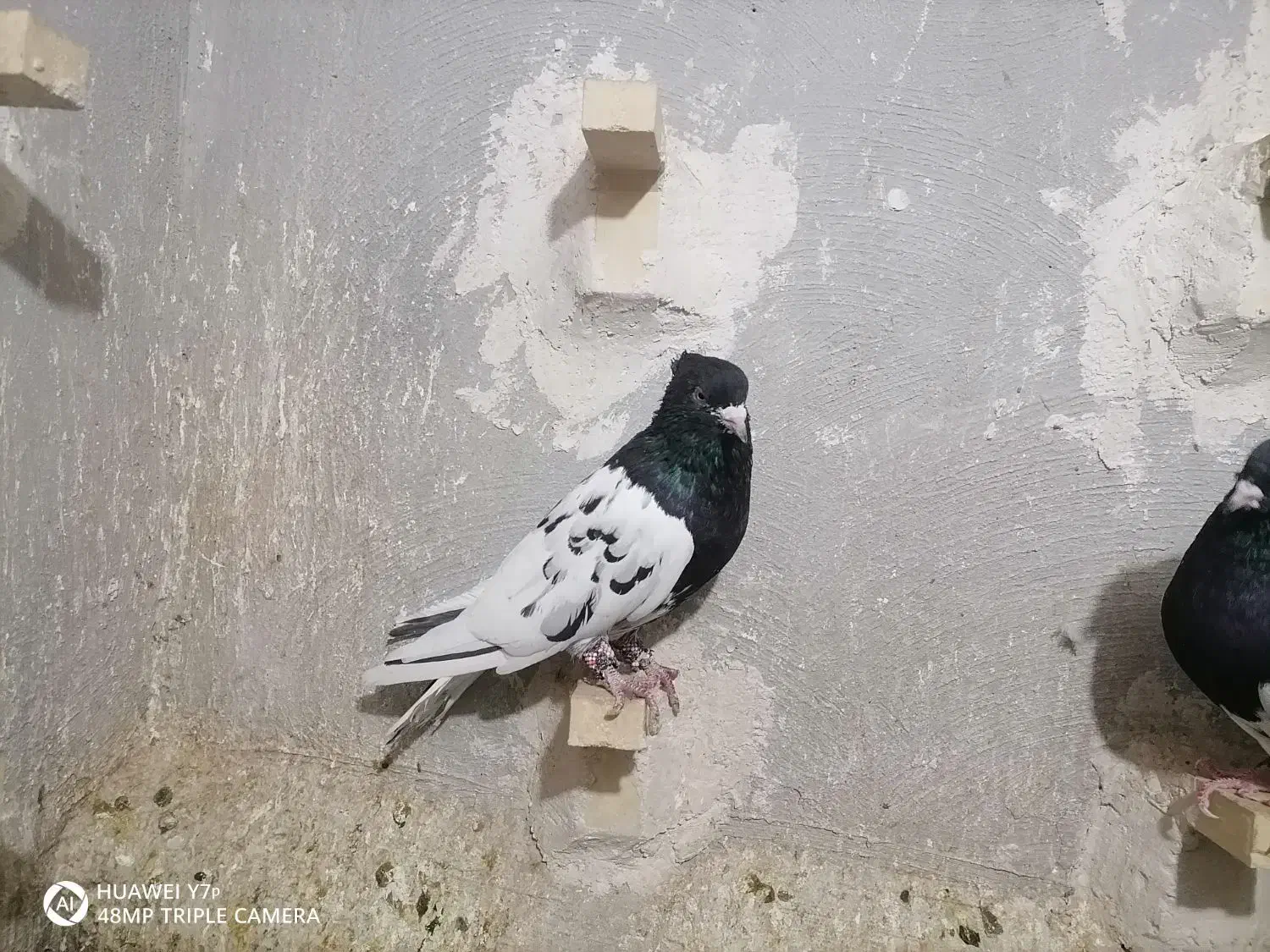 کبوتر|پرنده|آباده, |دیوار