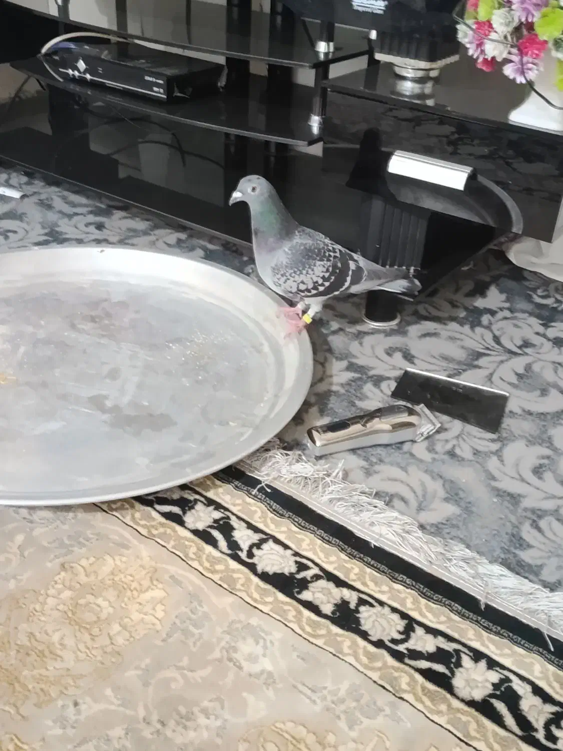 پلاکی|پرنده|خرمشهر, |دیوار