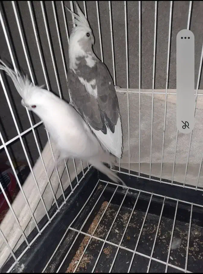 عروس هلند نر و ماده مولد|پرنده|ایرانشهر, |دیوار