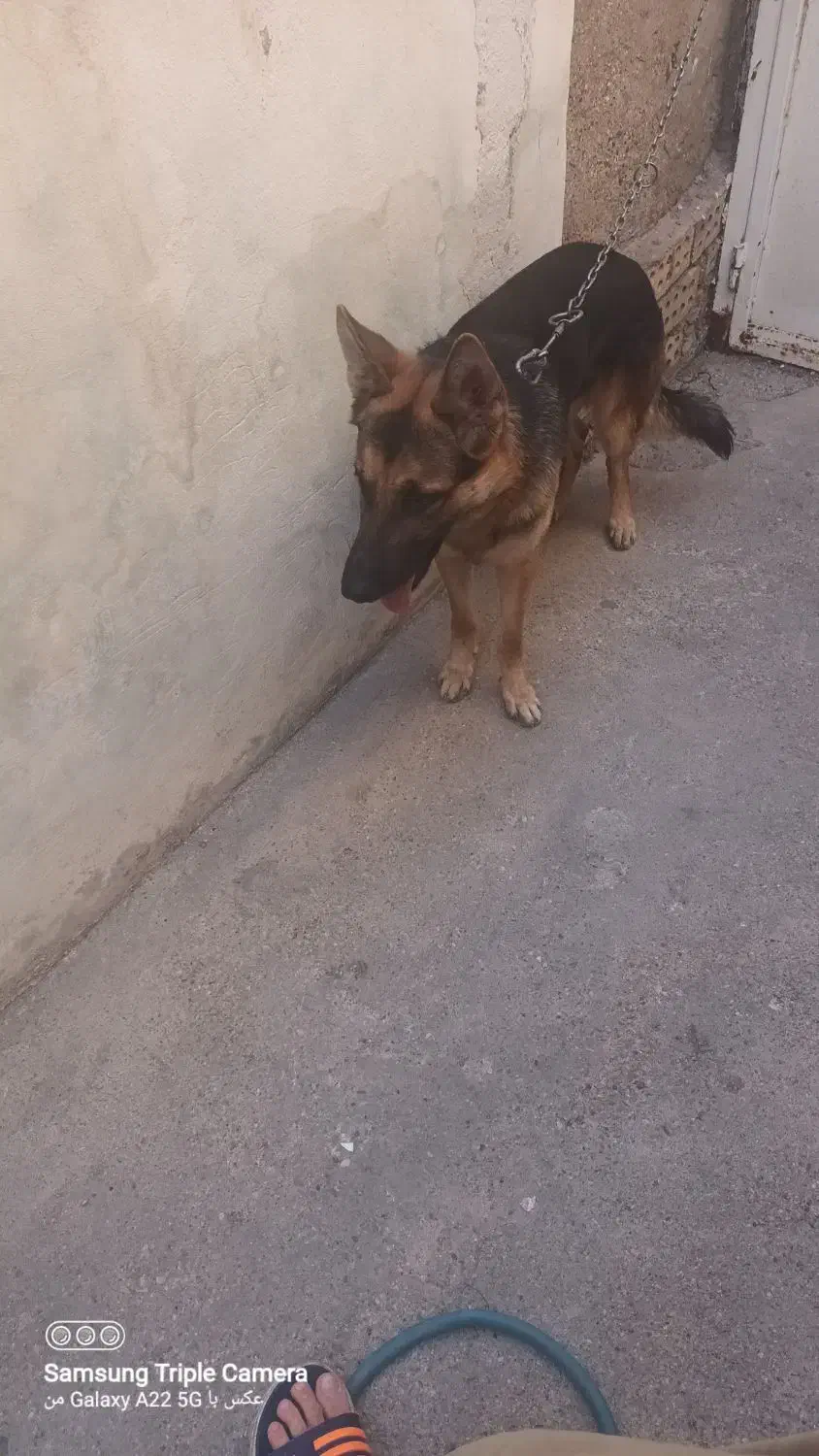 سگ ژرمن|سگ|اهواز, حصیرآباد|دیوار