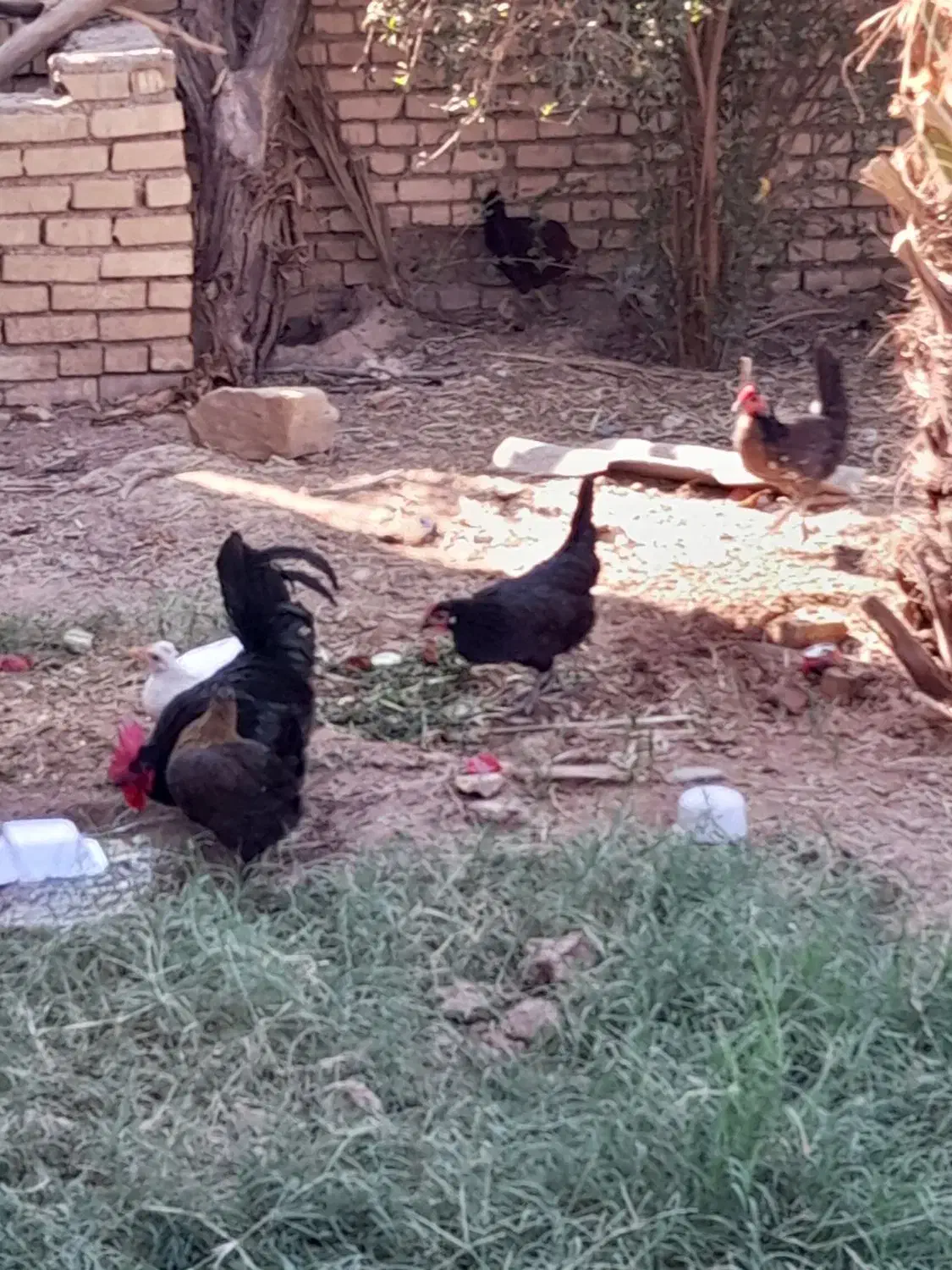 مرغ باتخفیف حمیدیه|حیوانات مزرعه|حمیدیه, |دیوار