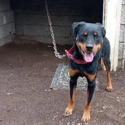 سگ رتوایلر|سگ|بندر انزلی, نیمه شعبان|دیوار