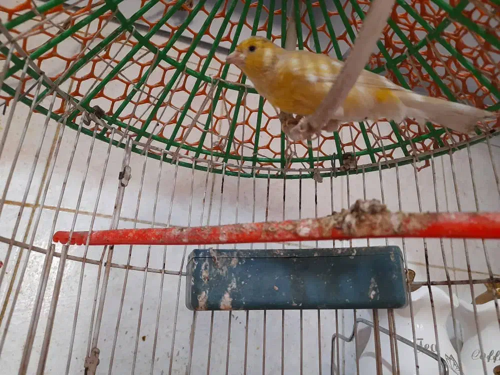 نرقناری خوب وخوشگل وبهترین رنگ|پرنده|هیرمند, |دیوار