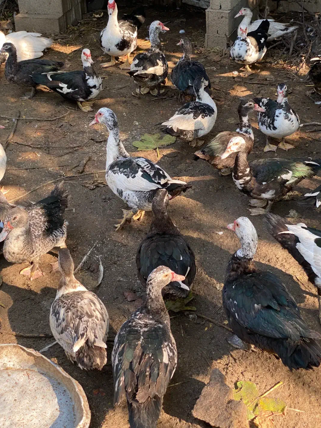 اردک اسراییلی|حیوانات مزرعه|ساری, |دیوار