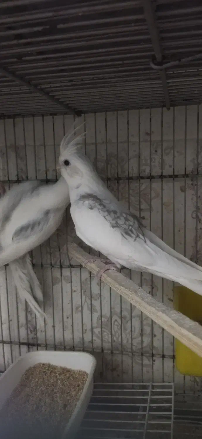 عروس هلندی دوکت البینو|پرنده|بندرعباس, |دیوار