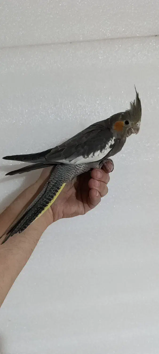 عروس هلندی مرواریدی خاکستری آهویی|پرنده|چرام, |دیوار