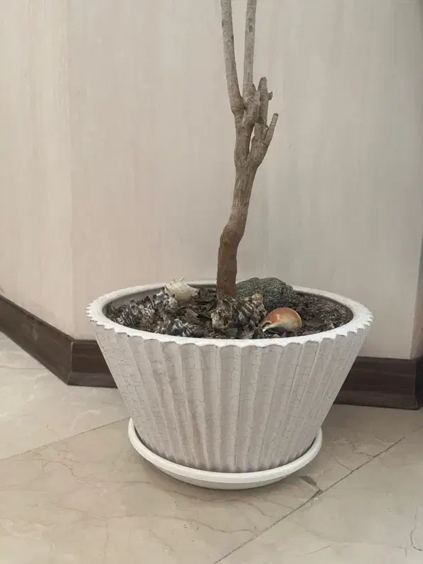 گیاه طبیعی دراسنا با گلدان و با جوانه ی تازه|گل و گیاه طبیعی|تهران, صادقیه|دیوار