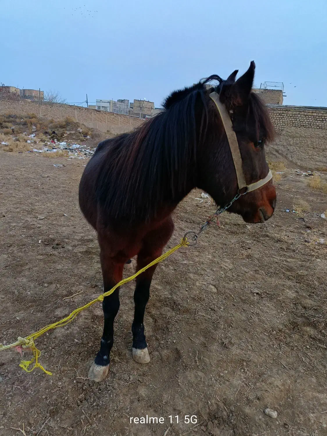 دورگه آروم .یال بلند .موهای پیشانی بلند زیبا|اسب و تجهیزات اسبسواری|مشهد, شهرآباد|دیوار