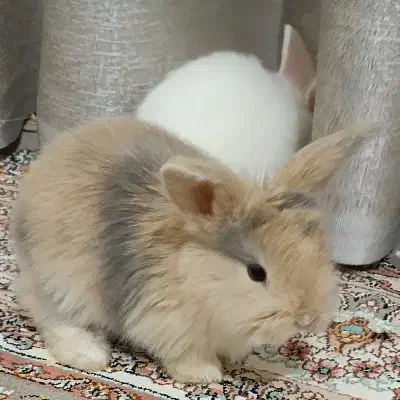 کروشک لوپ|موش و خرگوش|مهاباد (آذربایجان غربی), |دیوار