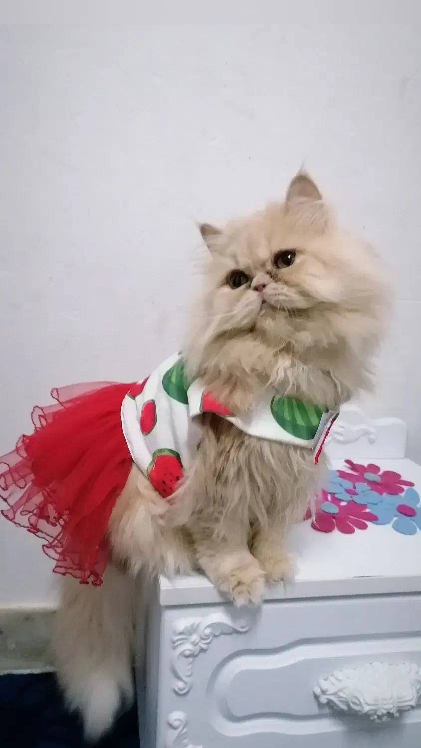 پرشین کت کاراملی ماده|گربه|رشت, حمیدیان|دیوار