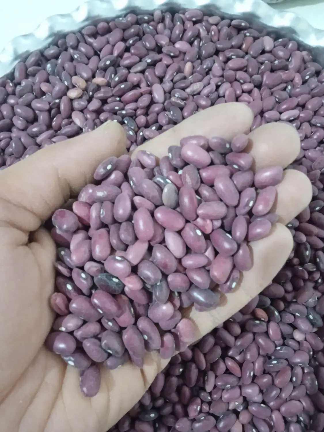 فروش لوبیا قرمز درجه ۱|خوردنی و آشامیدنی|شیراز, شهرک والفجر|دیوار