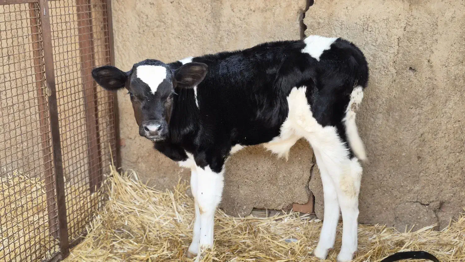 گاو و گوساله نرو ماده|حیوانات مزرعه|مرودشت, کناره|دیوار