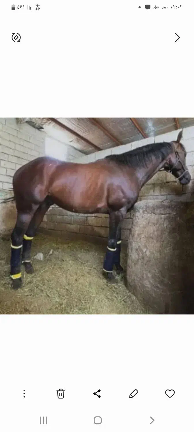 اسب تروبرد کورس پرش|اسب و تجهیزات اسب‌سواری|باقرشهر, |دیوار