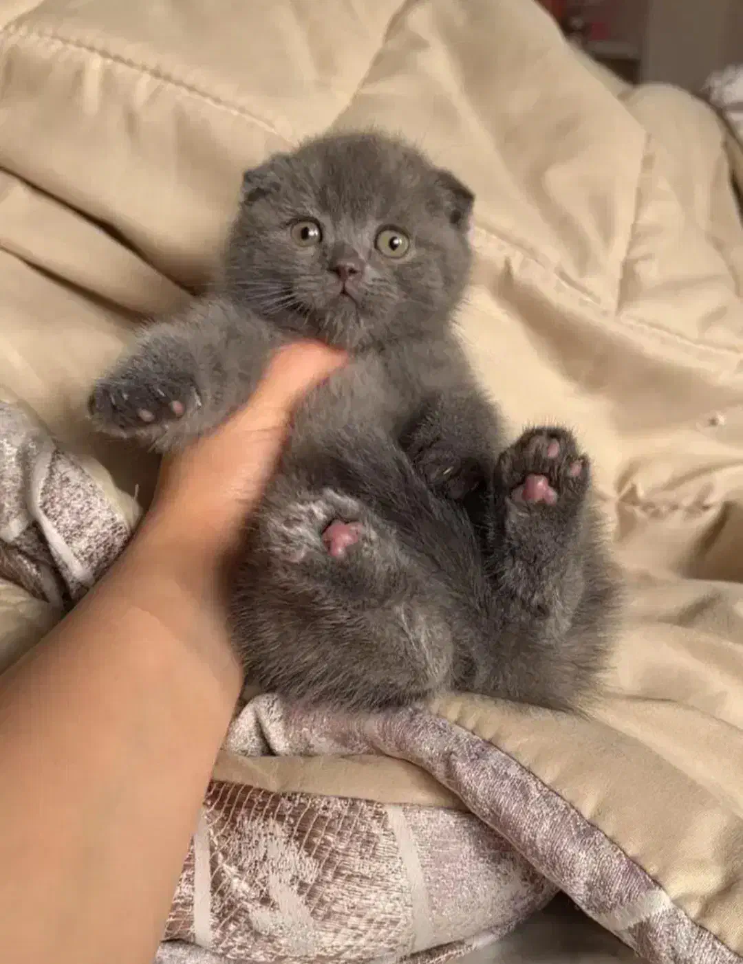 اسکاتیش بریتیش|گربه|بیرجند, |دیوار