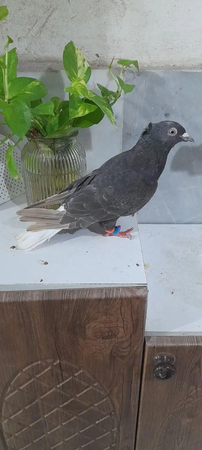 کفتر|پرنده|گرگان, |دیوار