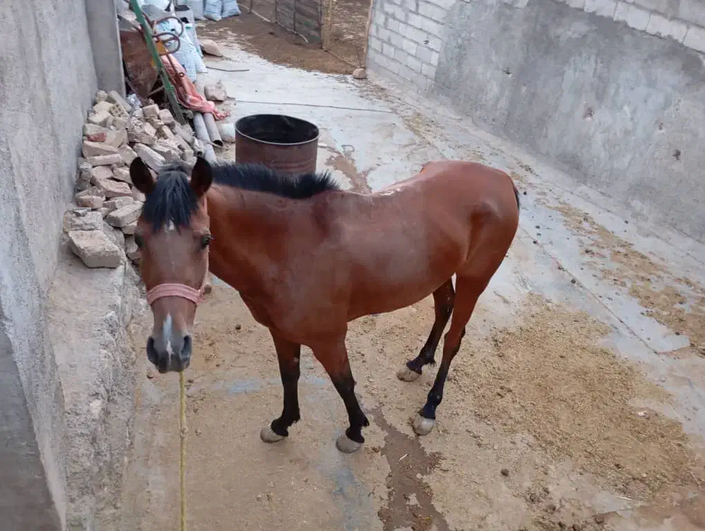 مادیان اصیل کرد|اسب و تجهیزات اسب‌سواری|خرم‌آباد, |دیوار