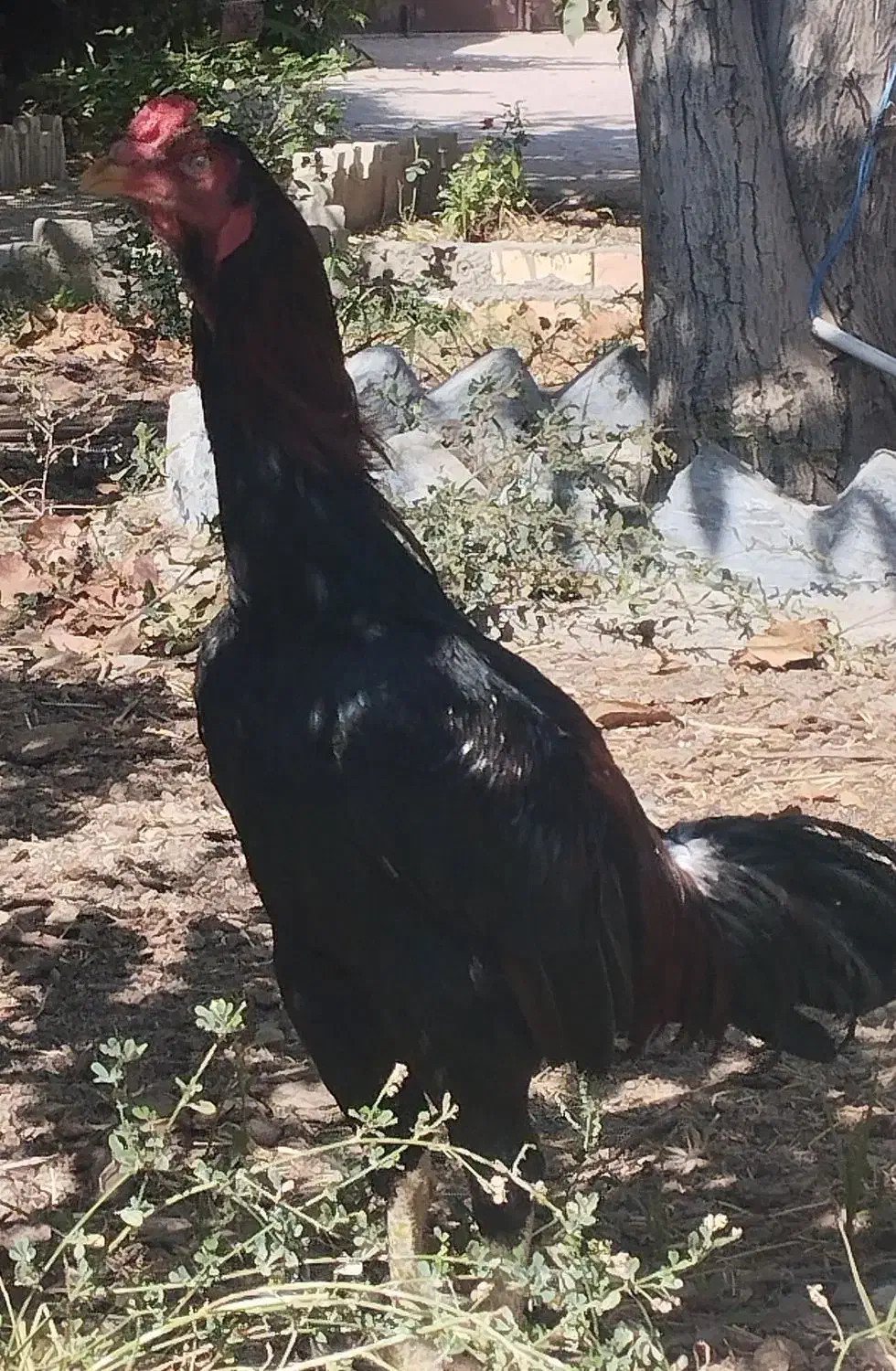 خروس اصیل لاری|حیوانات مزرعه|مشهد, امیرآباد|دیوار