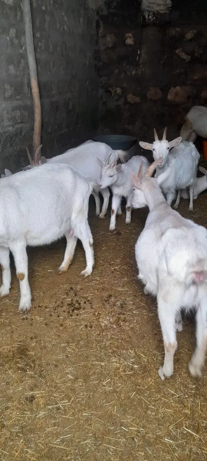 بزسانن|حیوانات مزرعه|زیویه, |دیوار