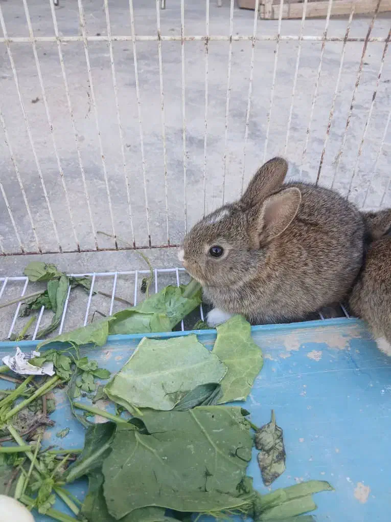 بچه خرگوش|موش و خرگوش|برازجان, |دیوار