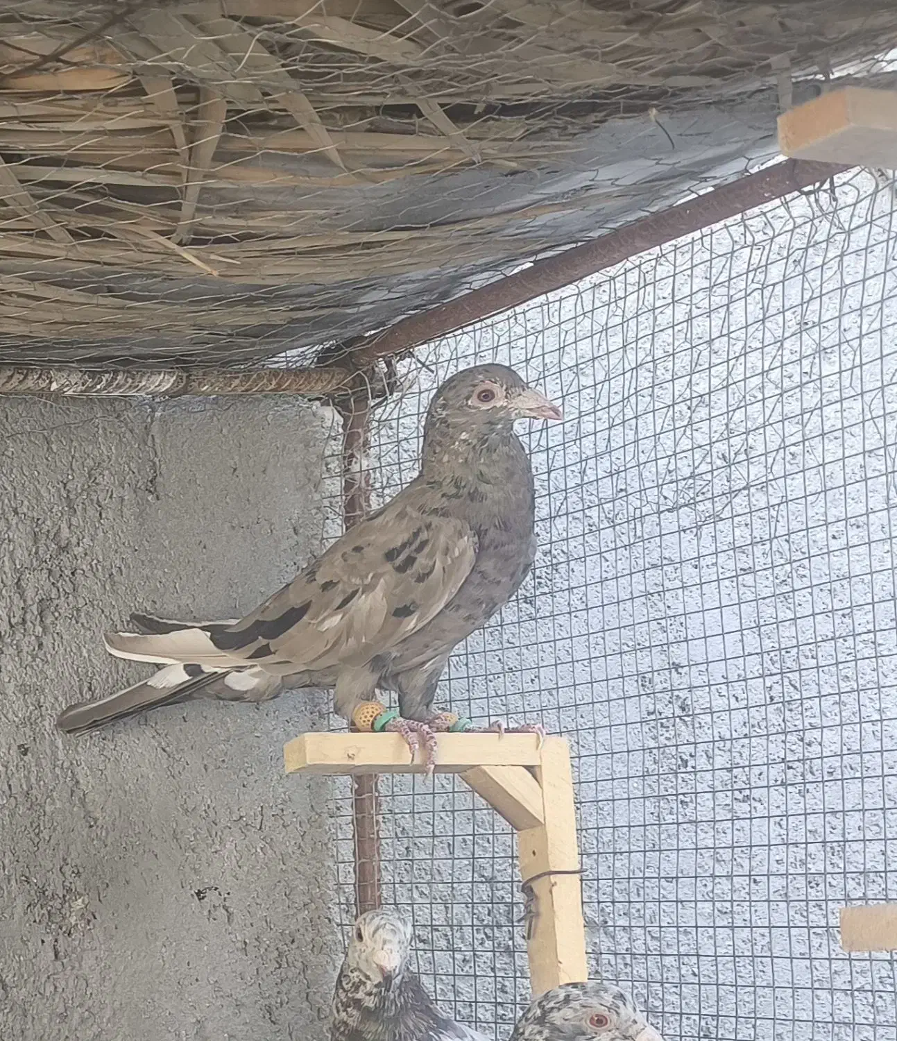 گمشده|پرنده|برازجان, |دیوار