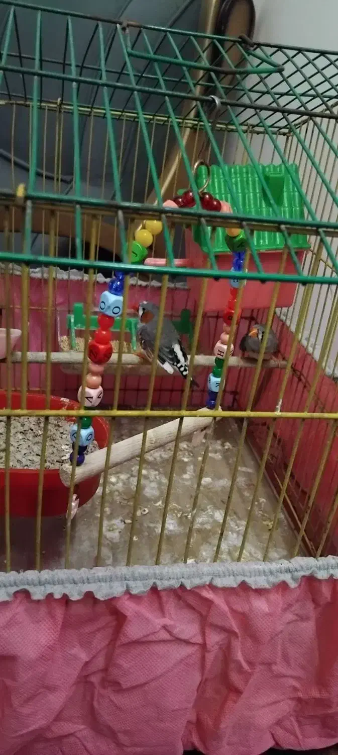 پرنده|پرنده|پاکدشت, پاکدشت (مامازند)|دیوار