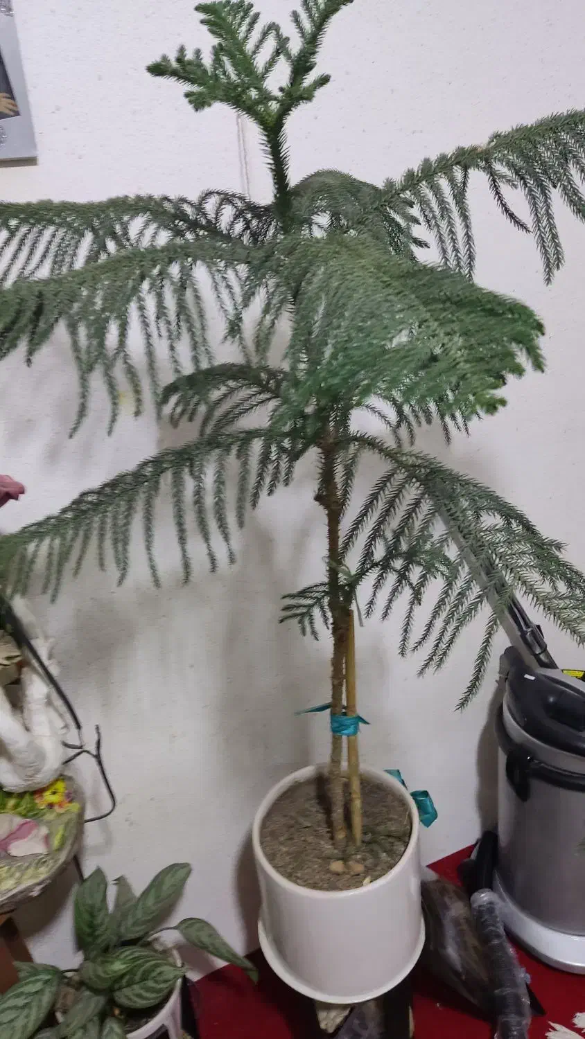 کاج مطبق|گل و گیاه طبیعی|مهدی شهر, |دیوار