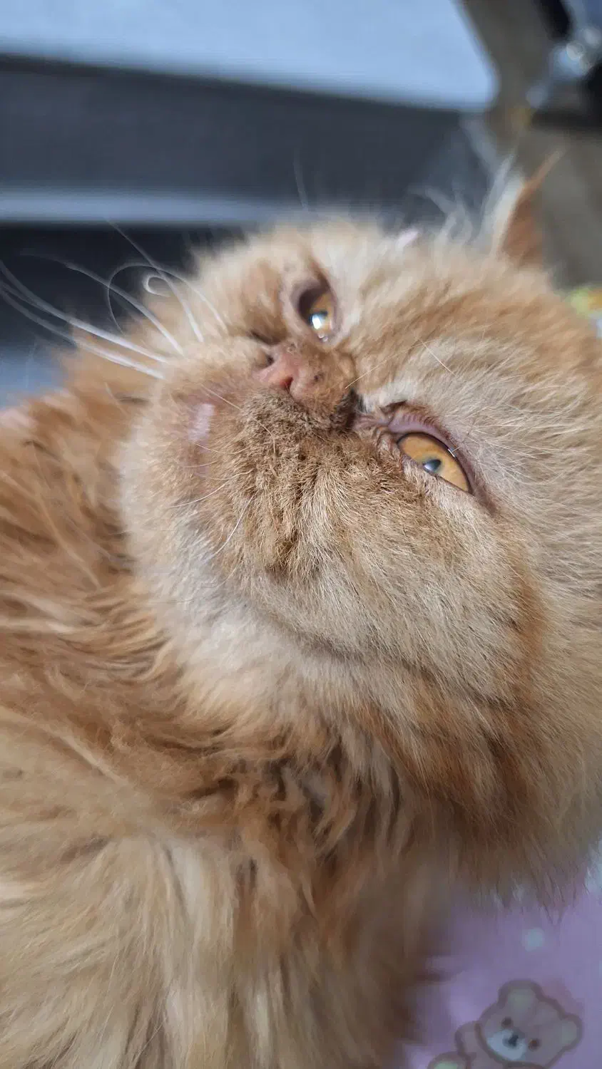 گربه پرشین|گربه|اسلامشهر, شهرک واوان|دیوار