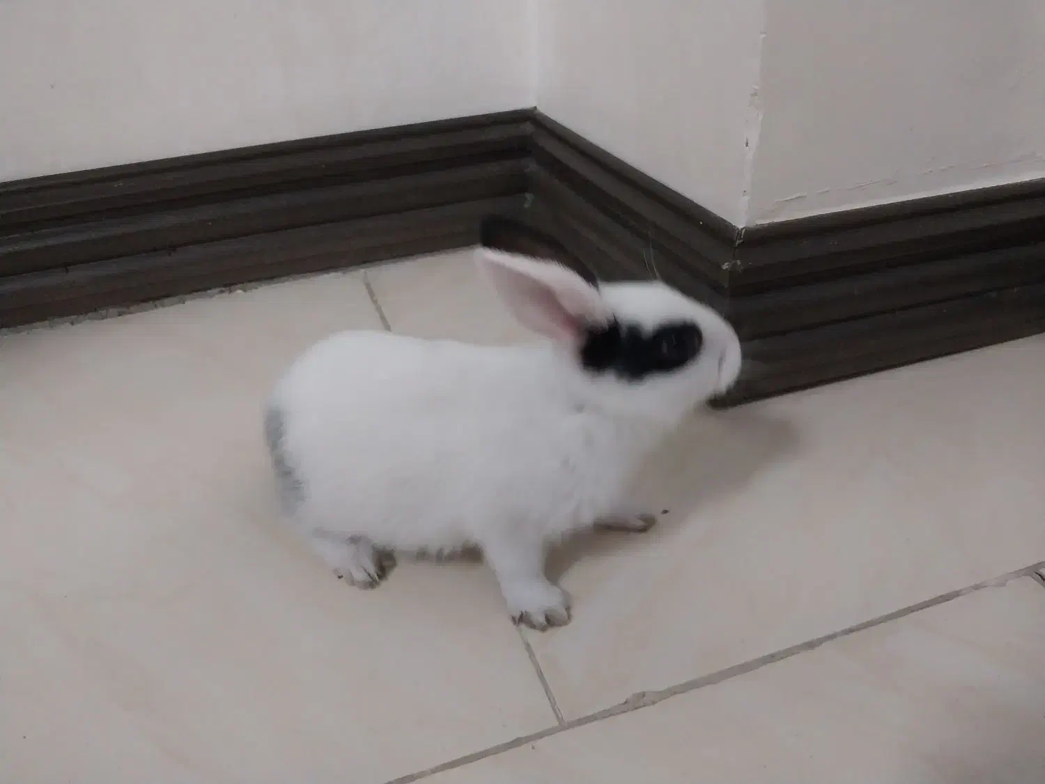 خرگوش|موش و خرگوش|گرگان, |دیوار