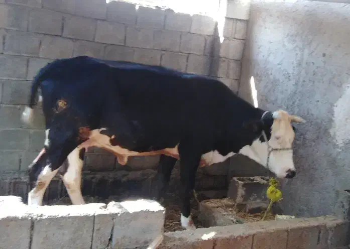 گاو و گوساله|حیوانات مزرعه|برازجان, |دیوار