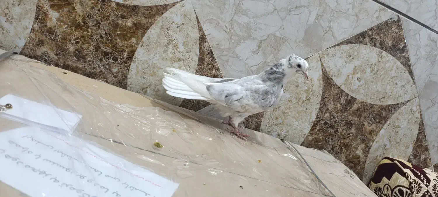 جوجه کوهی  دمسفید نر|پرنده|اهواز, عین ۲|دیوار