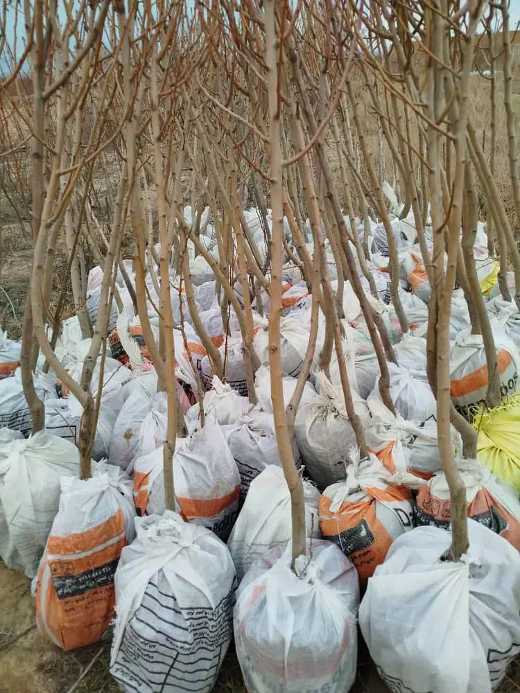 خریدنهال از تولید کننده|خدمات باغبانی و درختکاری|مشهد, یوسفیه (شهرک غرب)|دیوار