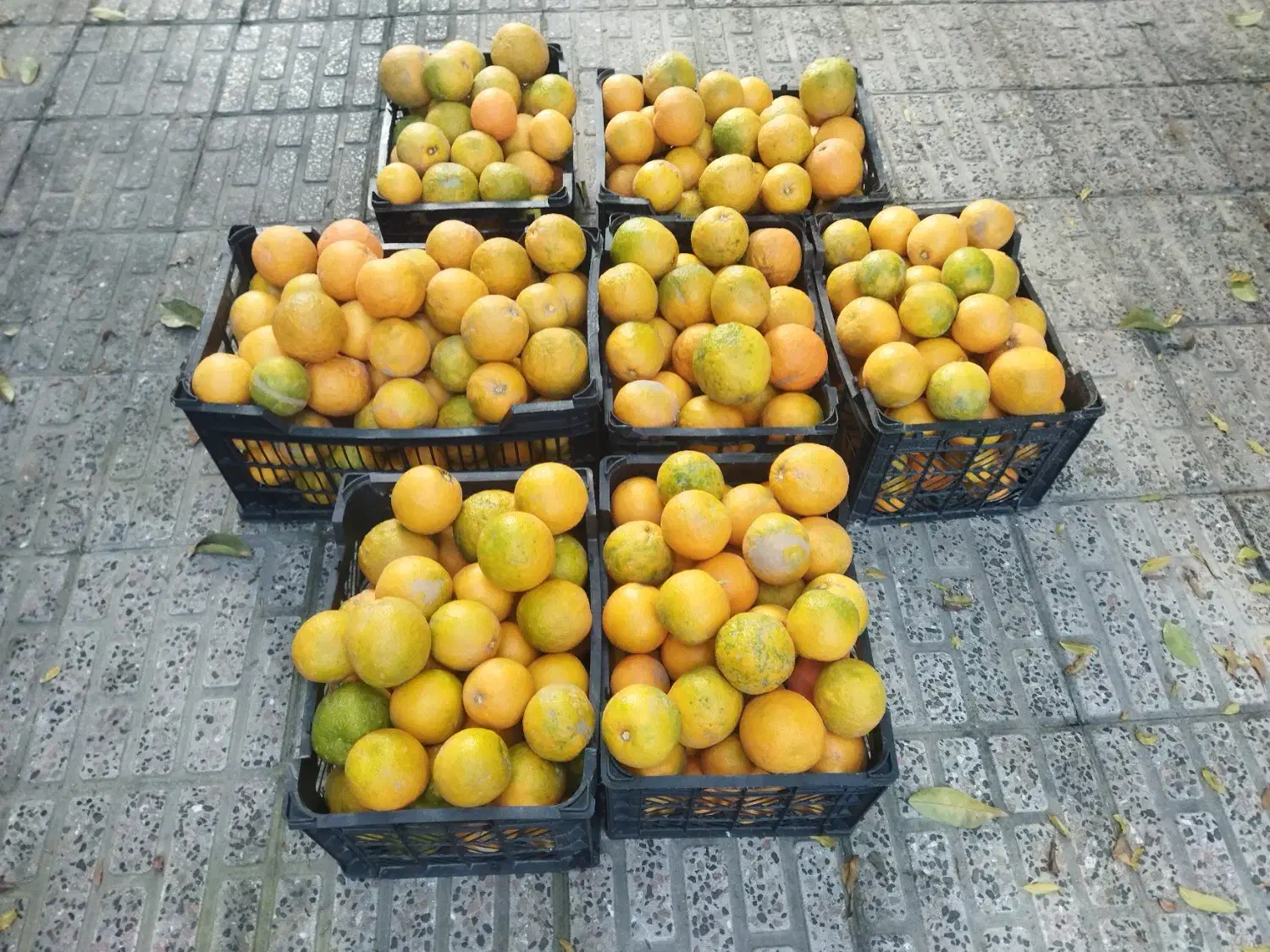 نارنج تازه چین آبدار|گل و گیاه طبیعی|گرگان, |دیوار