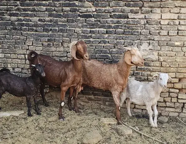 بز و بزغاله نر|حیوانات مزرعه|یزد, |دیوار