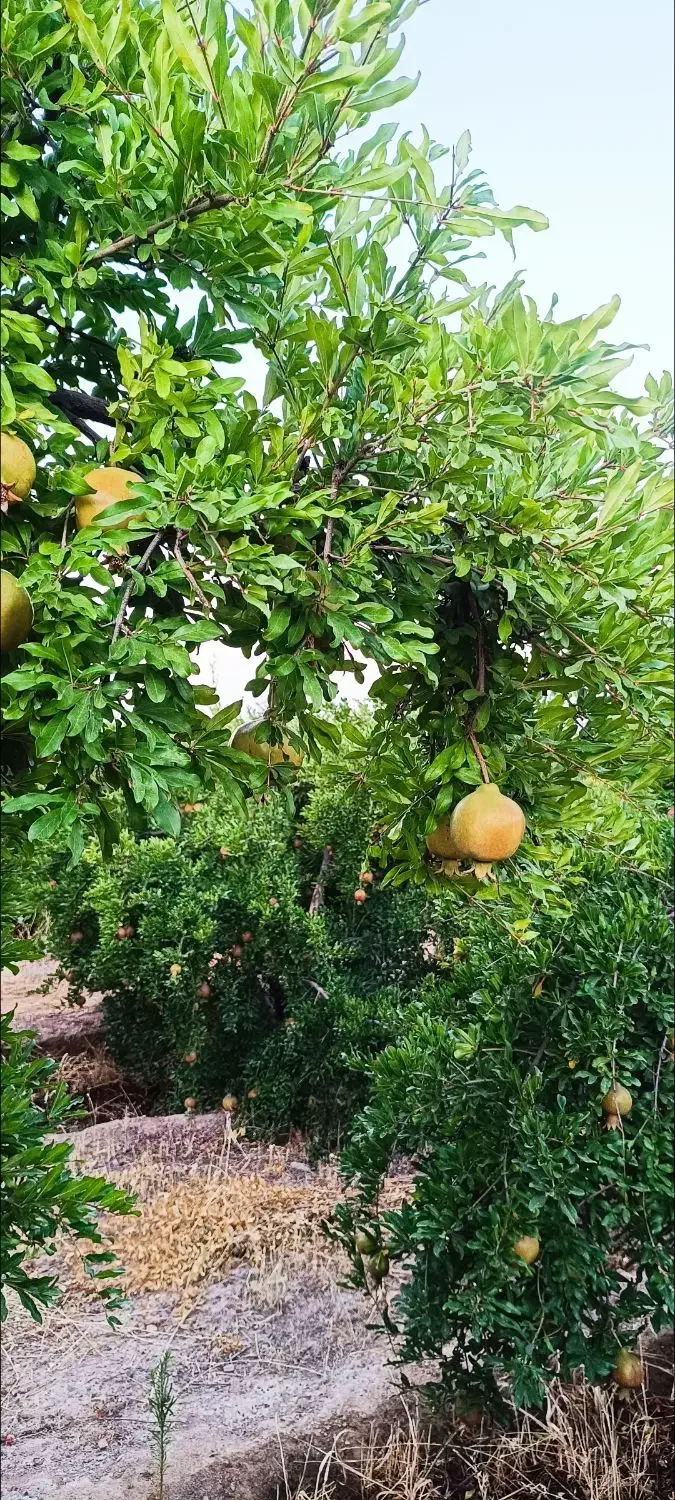 باغ انار|خدمات باغبانی و درختکاری|بختگان, |دیوار