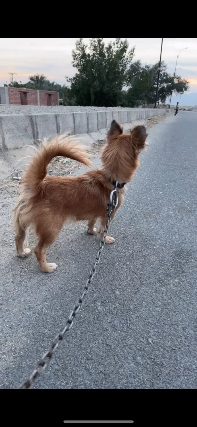 واگذاری سگ|سگ|جیرفت, |دیوار