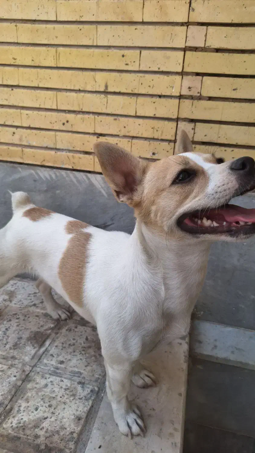 واگذاری جک راسل|سگ|اصفهان, بهارستان|دیوار