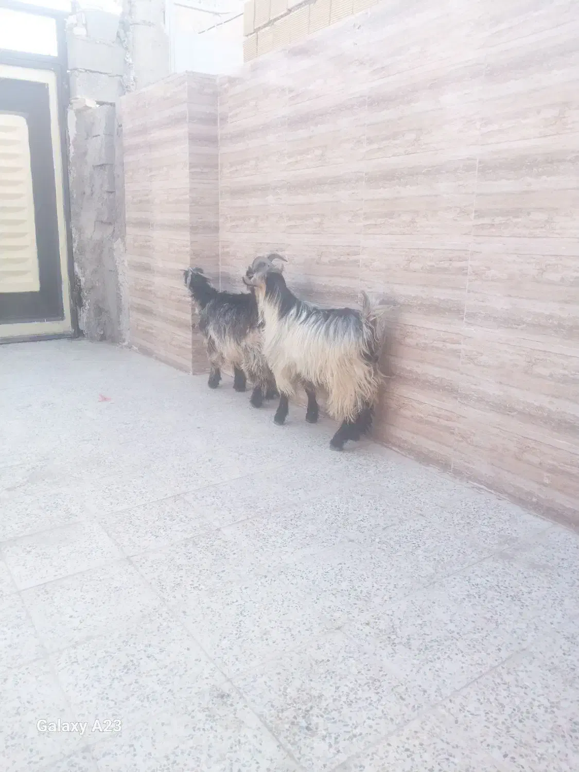 دو راَس بیگ نر چاق ایلاقی|حیوانات مزرعه|مسجد سلیمان, |دیوار