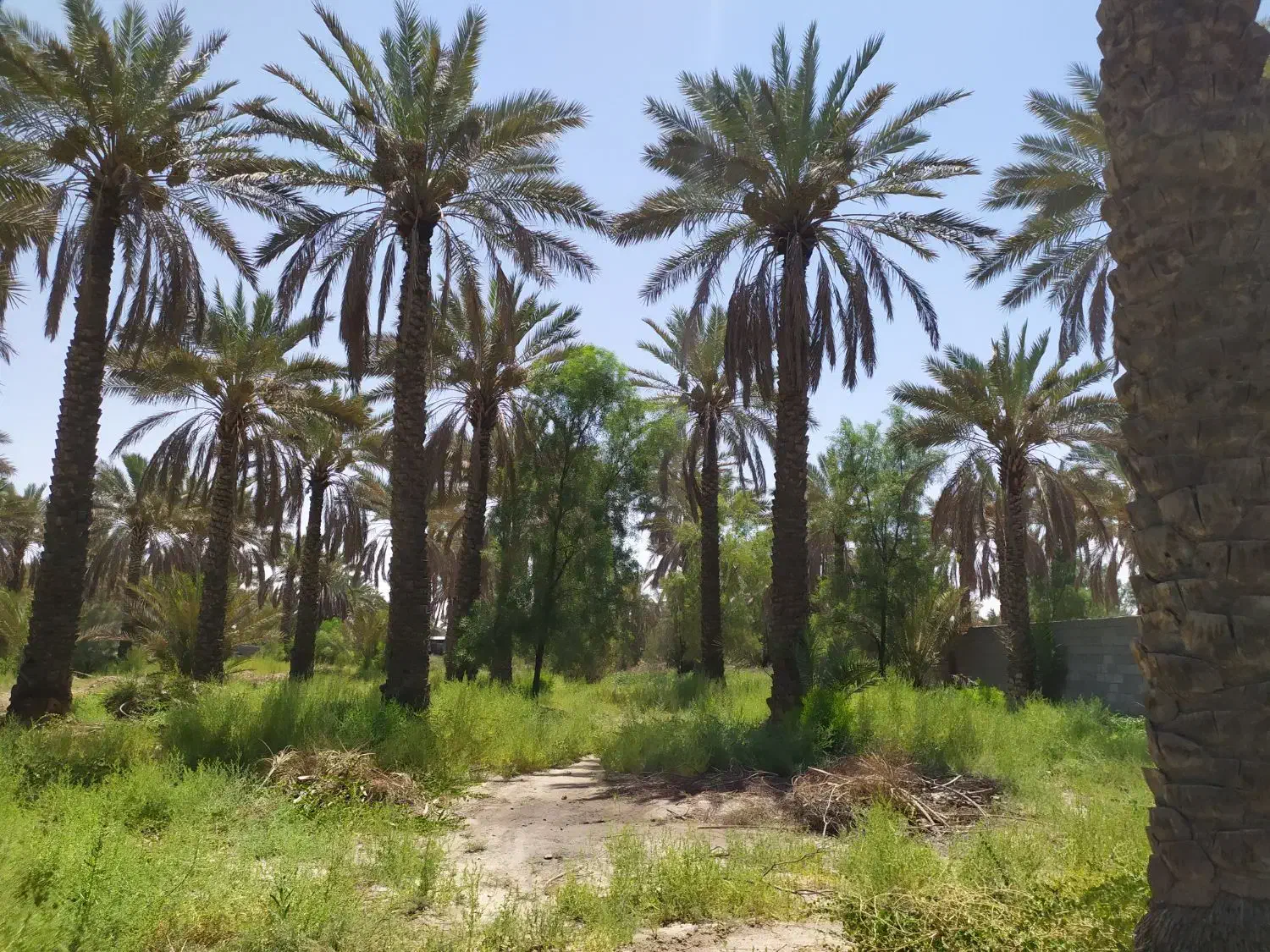 باغ شهری ۲۰۰۰ متری|فروش خانه و ویلا|جهرم, |دیوار