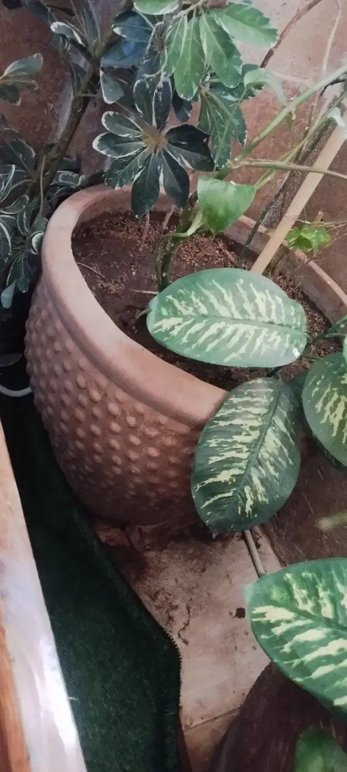 گل و گلدان بزرگ|گل و گیاه طبیعی|صدرا-فارس, فاز ۱|دیوار