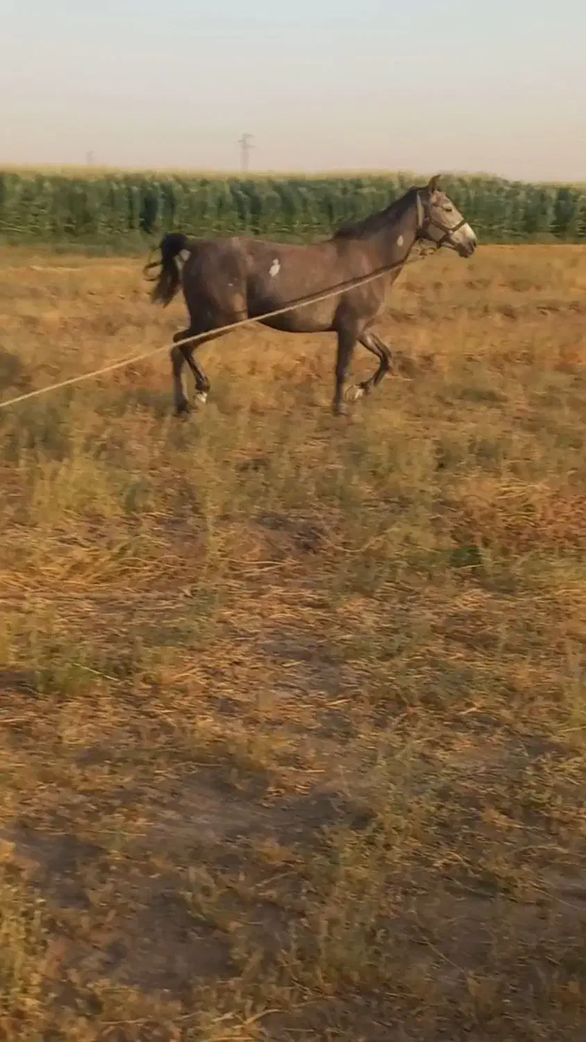 مادیان ۵ساله نژاد کرد یورقه|اسب و تجهیزات اسب‌سواری|قزوین, |دیوار