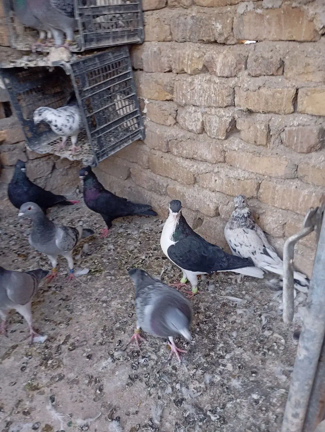 کبوتر‌شهرستانی‌وساده‌و‌هفترنگ|پرنده|بومهن, |دیوار