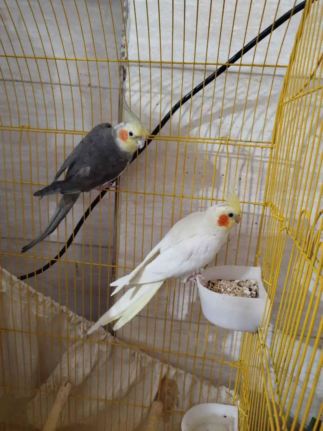 یه جفت عروس هلندی مولد با ضمانت|پرنده|فردوسیه, |دیوار