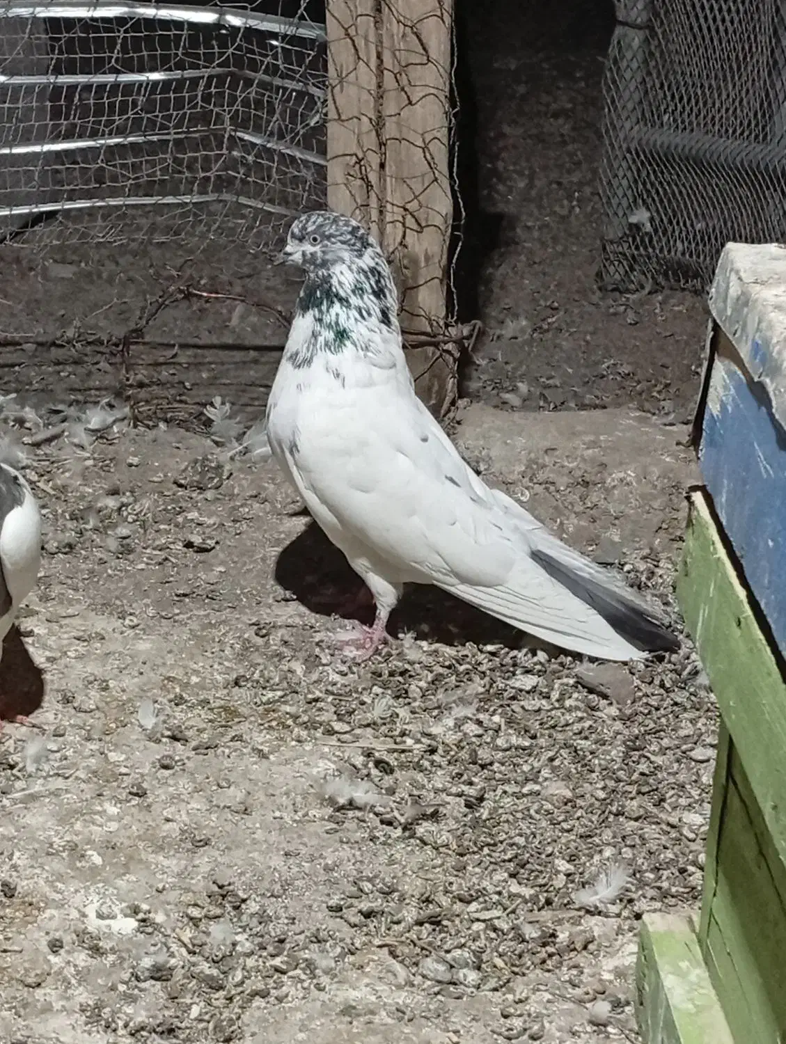 کبوتر|پرنده|کهنوج, |دیوار