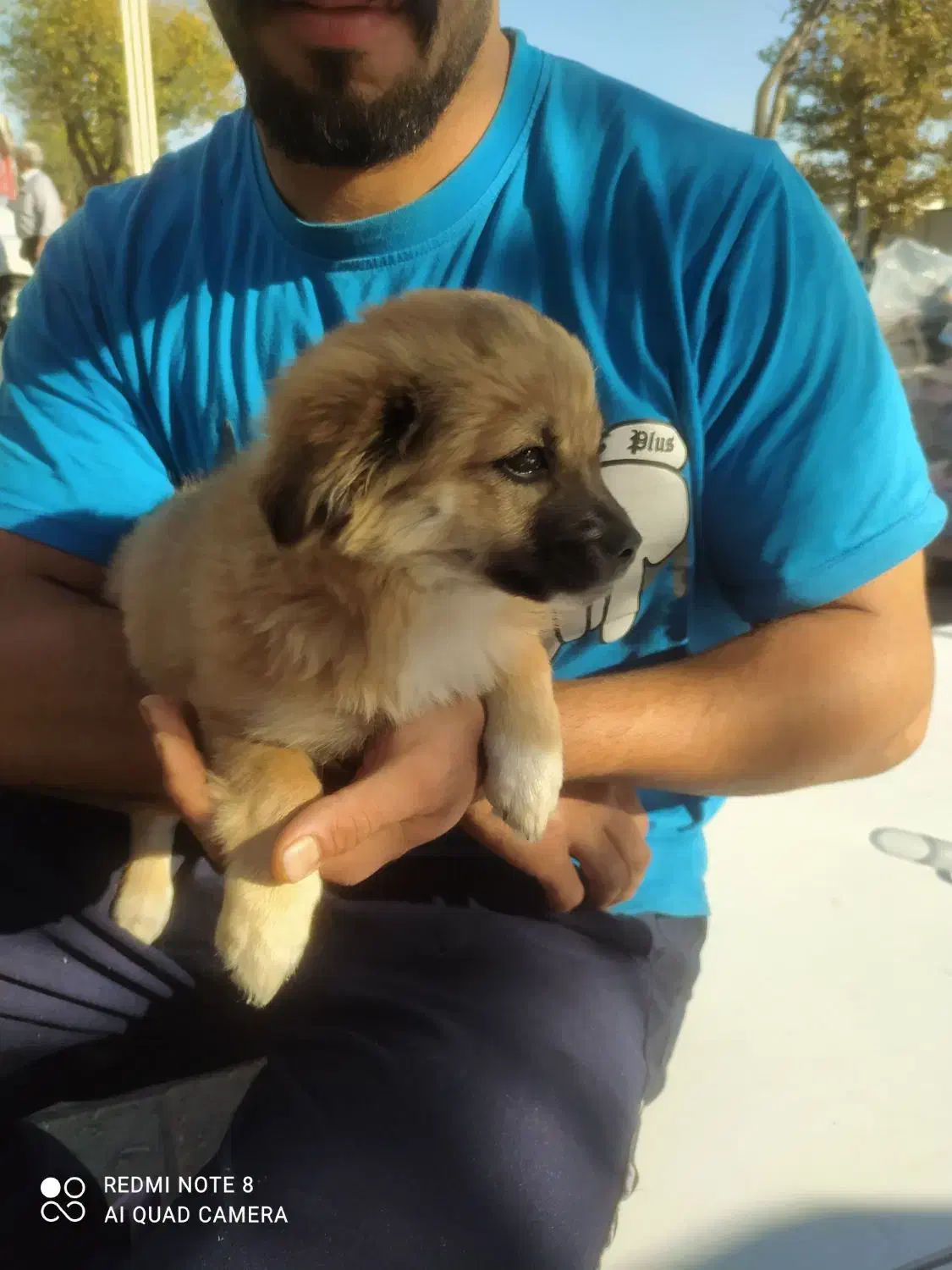 با سلام یک عدد توله سگ اشپیتز آلمانی|سگ|تبریز, |دیوار